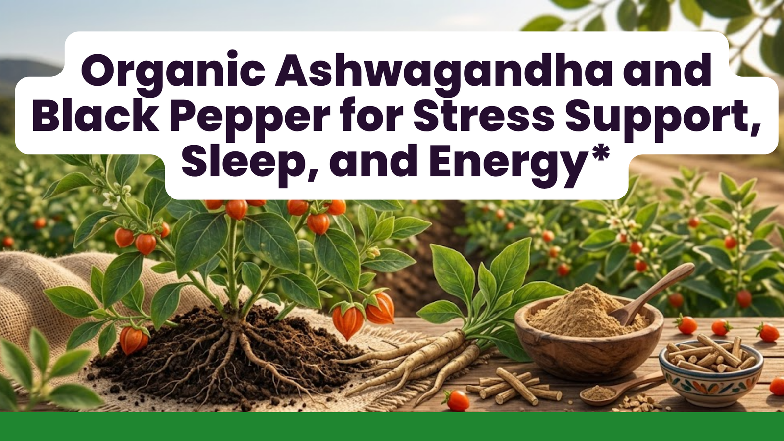 Organic Ashwagandha and Black Pepper for Stress Support, Sleep, and Energy*