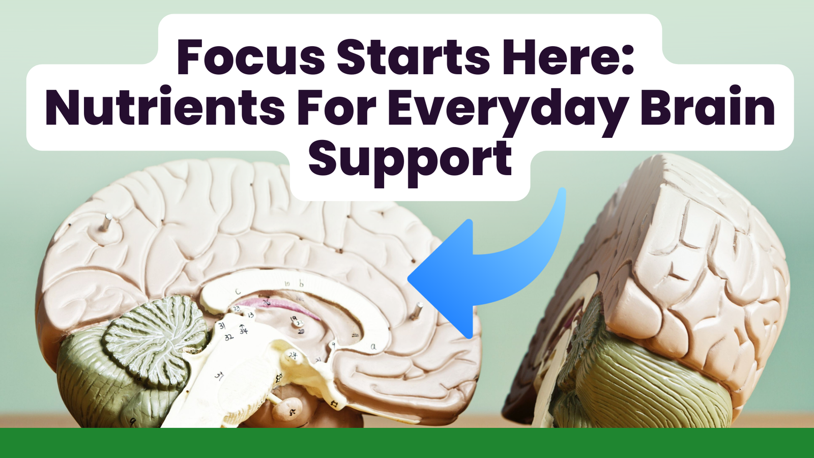 Focus Starts Here: Nutrients For Everyday Brain Support