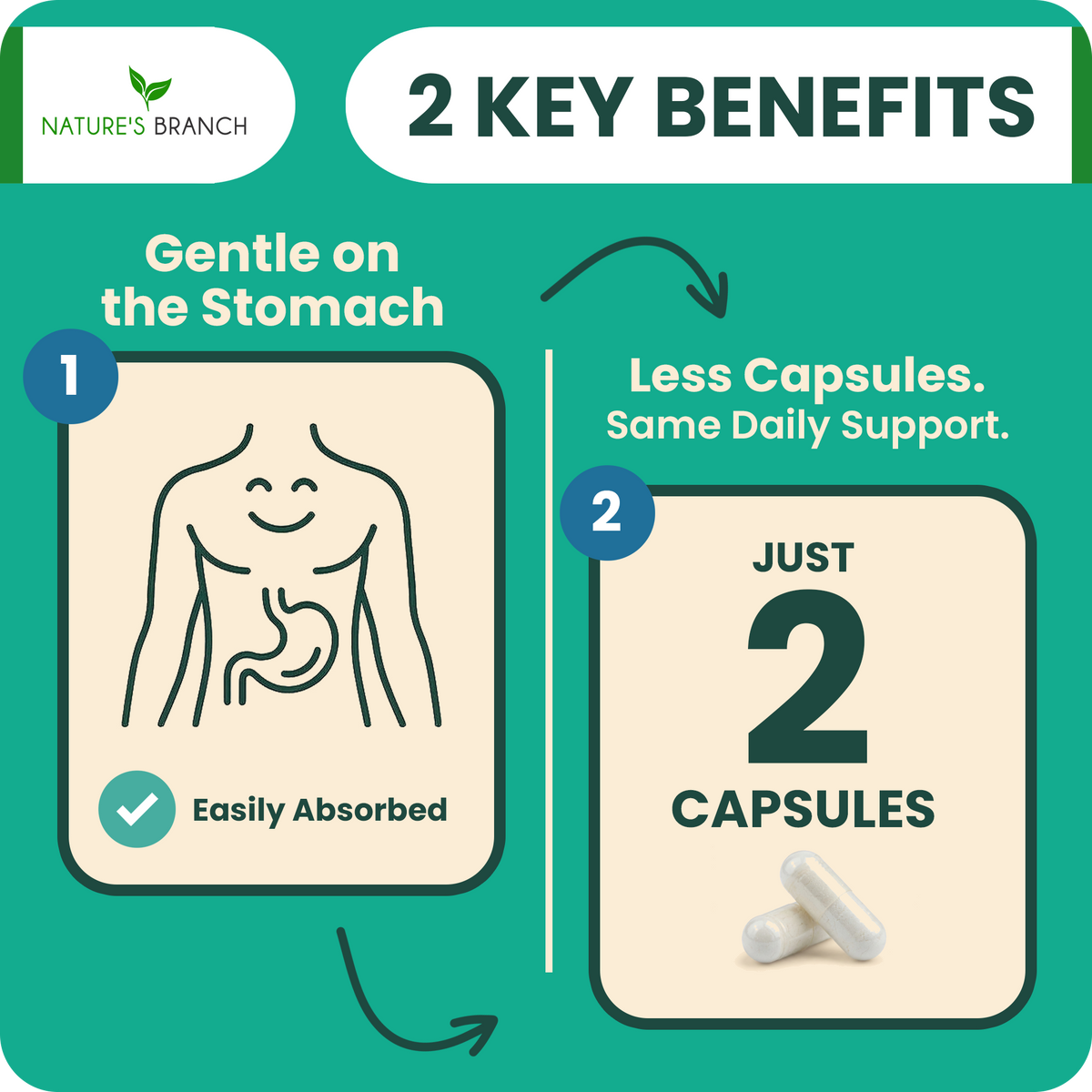 Nature's Branch supplement packaging with two key benefits highlighted on a green background.