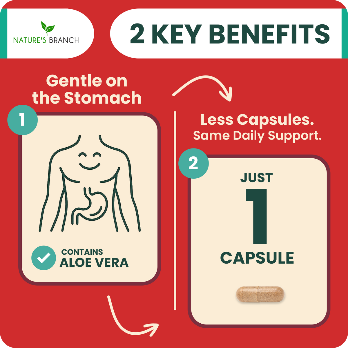 Stomach and capsule benefits of Forskolin on a red background